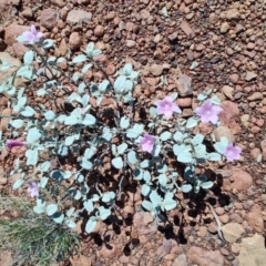 Hibiscus sturtii (Sturt's Hibiscus) at Stonehenge, QLD - 29 Jul 2023 by LyndalT