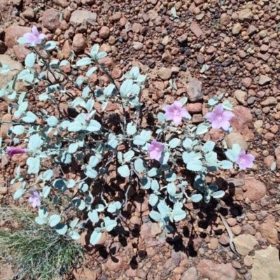 Hibiscus sturtii (Sturt's Hibiscus) at Stonehenge, QLD - 29 Jul 2023 by LyndalT