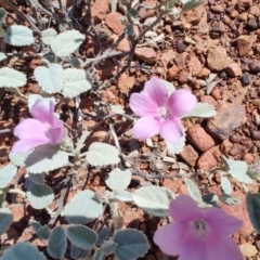 Hibiscus sturtii at Stonehenge, QLD - 29 Jul 2023 12:52 PM