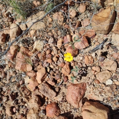 Sida (Genus) (Paddy's Lucerne) at Stonehenge, QLD - 29 Jul 2023 by LyndalT
