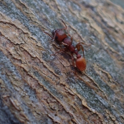 Podomyrma sp. (genus) (Muscleman Tree Ant) at Murrumbateman, NSW - 10 Oct 2023 by SimoneC