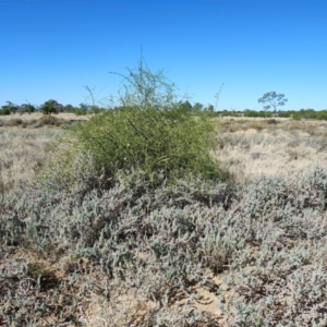 Eremophila polyclada at Longreach, QLD - 29 Jul 2023