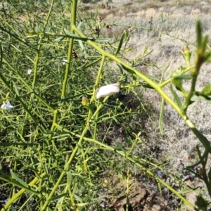 Eremophila polyclada at Longreach, QLD - 29 Jul 2023