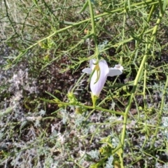 Eremophila polyclada at Longreach, QLD - 29 Jul 2023