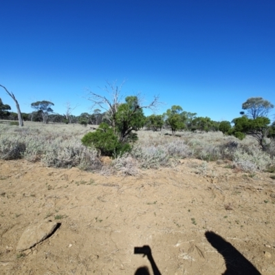Eremophila mitchellii at Ilfracombe, QLD - 29 Jul 2023 by LyndalT