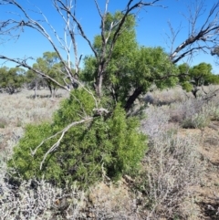 Eremophila mitchellii at Ilfracombe, QLD - 29 Jul 2023 02:19 PM