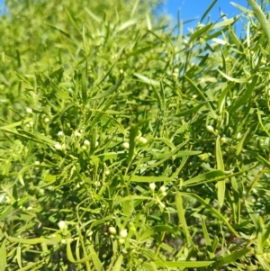 Eremophila mitchellii at Ilfracombe, QLD - 29 Jul 2023 02:19 PM