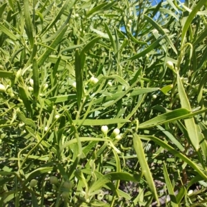 Eremophila mitchellii at Ilfracombe, QLD - 29 Jul 2023 02:19 PM