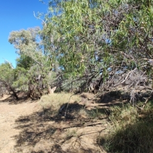 Eremophila bignoniiflora at Ilfracombe, QLD - 29 Jul 2023 02:29 PM