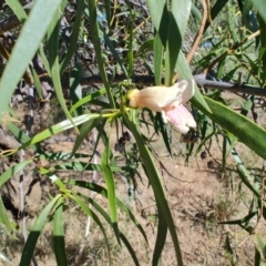 Eremophila bignoniiflora at Ilfracombe, QLD - 29 Jul 2023