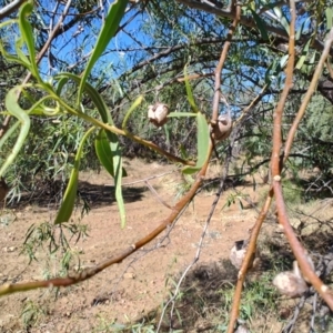 Eremophila bignoniiflora at Ilfracombe, QLD - 29 Jul 2023 02:29 PM