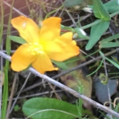 Hypericum gramineum (Small St Johns Wort) at Burra Creek, NSW - 10 Oct 2023 by SuePolsen