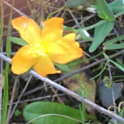 Hypericum gramineum (Small St Johns Wort) at Burra Creek, NSW - 10 Oct 2023 by SuePolsen