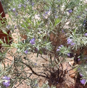 Eremophila bowmanii subsp. latifolia at Corfield, QLD - 31 Jul 2023 12:50 PM