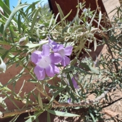 Eremophila bowmanii subsp. latifolia at Corfield, QLD - 31 Jul 2023 12:50 PM