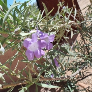 Eremophila bowmanii subsp. latifolia at Corfield, QLD - 31 Jul 2023 12:50 PM