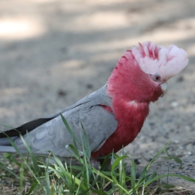 Eolophus roseicapilla (Galah) at Higgins, ACT - 9 Oct 2023 by AlisonMilton