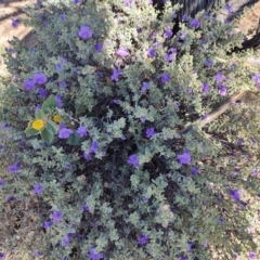 Eremophila cordatisepala at Corfield, QLD - 31 Jul 2023 by LyndalT