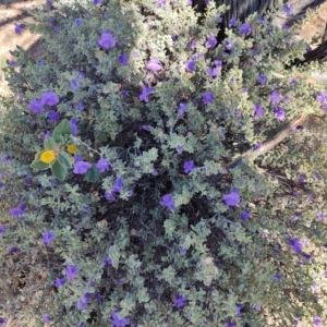 Eremophila cordatisepala at Corfield, QLD - 31 Jul 2023