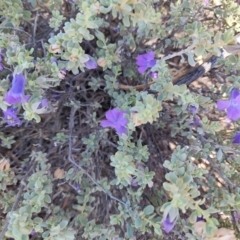 Eremophila cordatisepala at Corfield, QLD - 31 Jul 2023