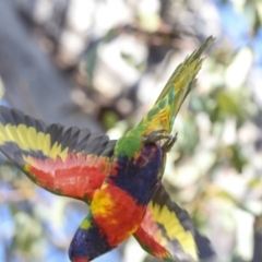 Trichoglossus moluccanus (Rainbow Lorikeet) at Higgins, ACT - 9 Oct 2023 by AlisonMilton