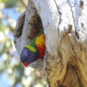 Trichoglossus moluccanus at Higgins, ACT - 9 Oct 2023