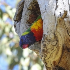 Trichoglossus moluccanus at Higgins, ACT - 9 Oct 2023