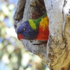 Trichoglossus moluccanus at Higgins, ACT - 9 Oct 2023