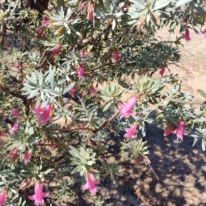 Eremophila latrobei subsp. latrobei at Corfield, QLD - 31 Jul 2023