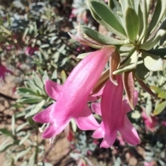 Eremophila latrobei subsp. latrobei at Corfield, QLD - 31 Jul 2023 12:54 PM