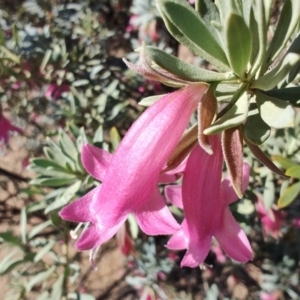 Eremophila latrobei subsp. latrobei at Corfield, QLD - 31 Jul 2023