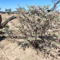 Eremophila latrobei subsp. latrobei at Corfield, QLD - 31 Jul 2023