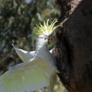 Cacatua galerita at Higgins, ACT - 9 Oct 2023