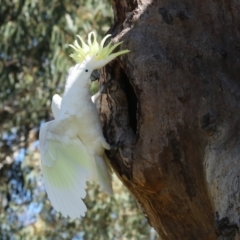 Cacatua galerita at Higgins, ACT - 9 Oct 2023