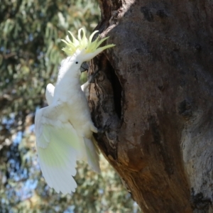 Cacatua galerita at Higgins, ACT - 9 Oct 2023