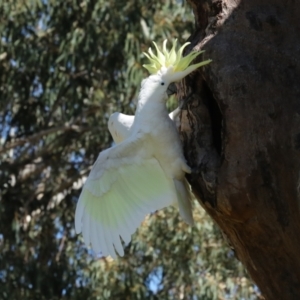 Cacatua galerita at Higgins, ACT - 9 Oct 2023