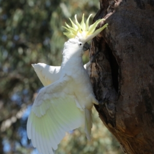 Cacatua galerita at Higgins, ACT - 9 Oct 2023