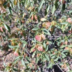 Dodonaea petiolaris at Corfield, QLD - 31 Jul 2023 by LyndalT