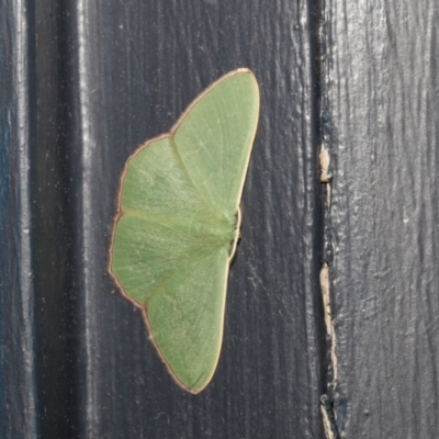 Prasinocyma semicrocea (Common Gum Emerald moth) at Higgins, ACT - 6 Oct 2023 by AlisonMilton