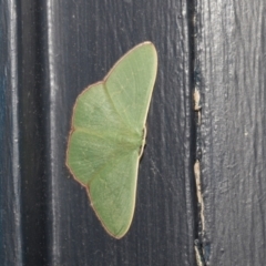 Prasinocyma semicrocea (Common Gum Emerald moth) at Higgins, ACT - 6 Oct 2023 by AlisonMilton