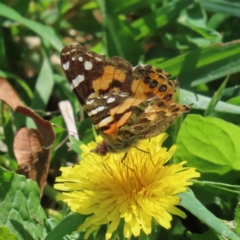 Vanessa kershawi (Australian Painted Lady) at QPRC LGA - 10 Oct 2023 by MatthewFrawley