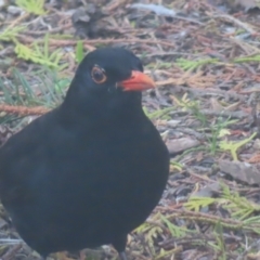 Turdus merula (Eurasian Blackbird) at Braidwood, NSW - 10 Oct 2023 by MatthewFrawley