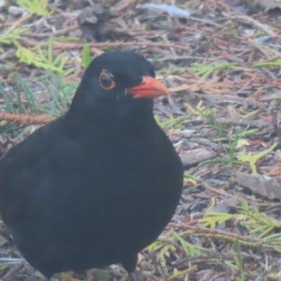 Turdus merula (Eurasian Blackbird) at Braidwood, NSW - 10 Oct 2023 by MatthewFrawley