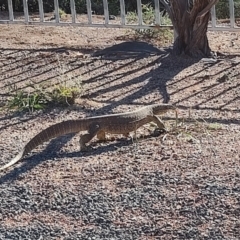 Varanus panoptes panoptes (Yellow-spotted Monitor) at Corfield, QLD - 31 Jul 2023 by LyndalT