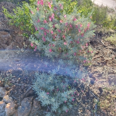 Eremophila latrobei subsp. latrobei at Corfield, QLD - 31 Jul 2023 by LyndalT