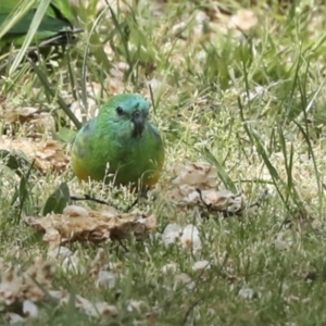 Psephotus haematonotus at Hawker, ACT - 8 Oct 2023 11:21 AM