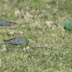 Psephotus haematonotus at Hawker, ACT - 8 Oct 2023 11:21 AM