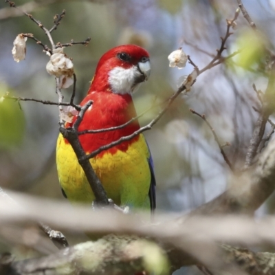 Platycercus eximius (Eastern Rosella) at Hawker, ACT - 8 Oct 2023 by AlisonMilton