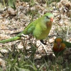 Polytelis swainsonii (Superb Parrot) at Hawker, ACT - 8 Oct 2023 by AlisonMilton