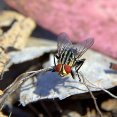 Sarcophaga sp. (genus) (Flesh fly) at Higgins Woodland - 10 Oct 2023 by Trevor